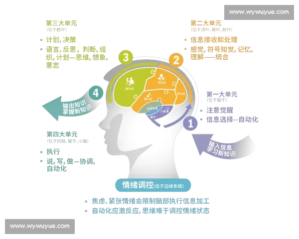 以注意力集为核心探究信息处理效率与认知表现的关系研究